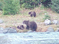 Bears at Chilkoot River